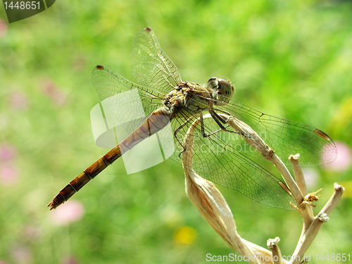 Image of dragonfly