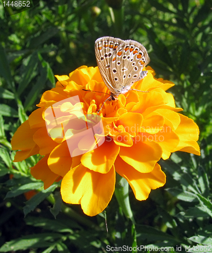 Image of butterfly on marigold