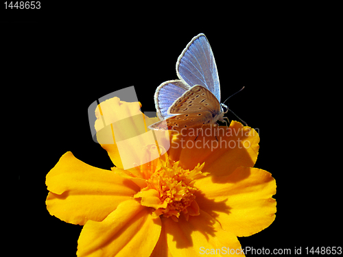 Image of butterfly on flower