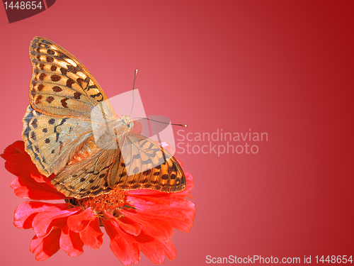 Image of background with butterfly