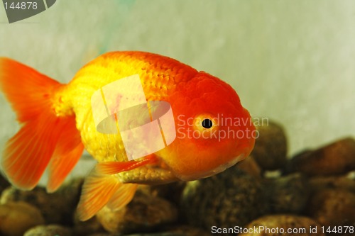 Image of Fancy Goldfish