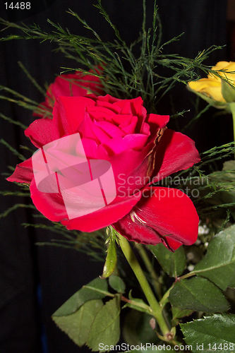 Image of red rose