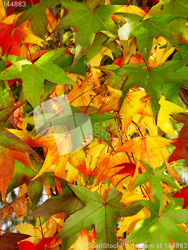 Image of Autumn background