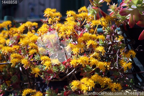 Image of Garden flowers