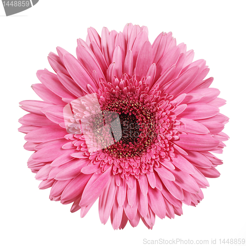 Image of pink gerbera