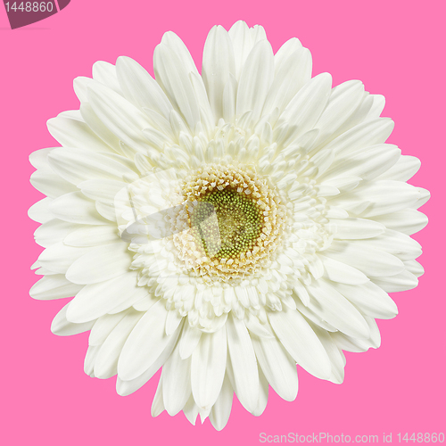 Image of white gerbera