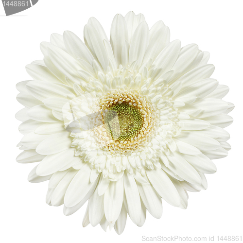 Image of white gerbera