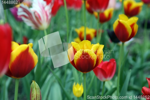 Image of Tulips in full bloom