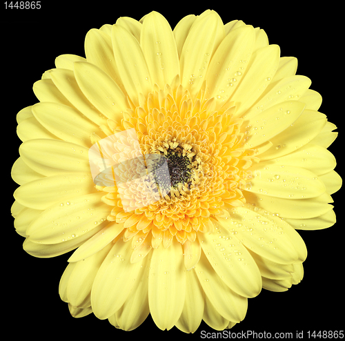 Image of yellow gerbera