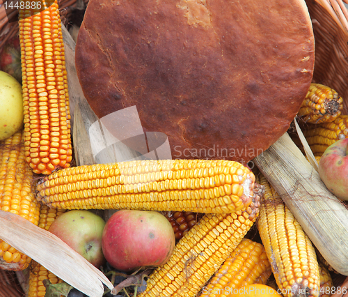 Image of Autumn Harvest