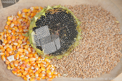 Image of Different kinds of grains close up