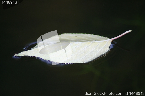 Image of leaf of a cherry tree