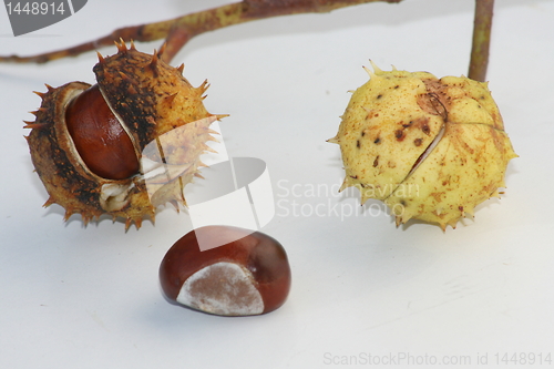 Image of several chestnut