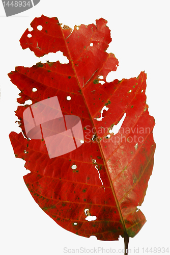 Image of Red Leaf
