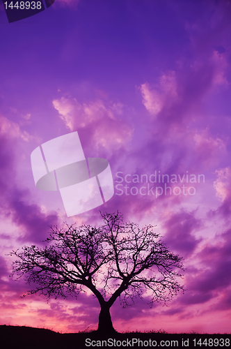 Image of Tree and Sunset