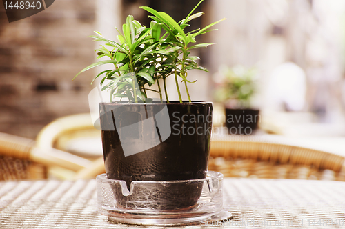 Image of Small potted plant