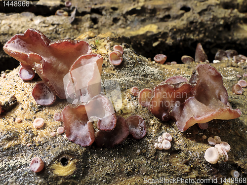 Image of Wood Ear Mushrooms