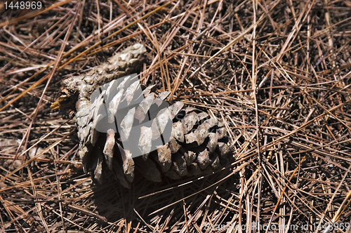 Image of Pine Cone