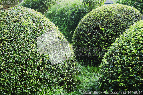 Image of Formal Garden