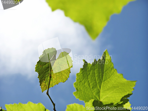 Image of Grapevine