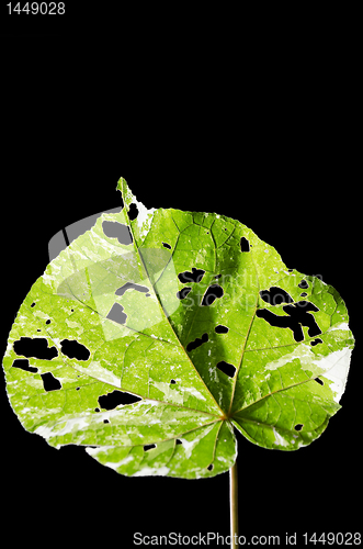 Image of Leaf 