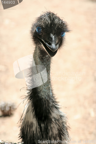 Image of ostrich