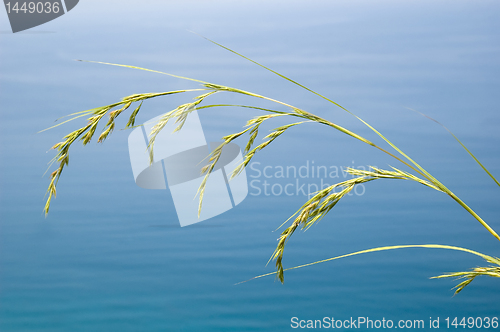 Image of Grass