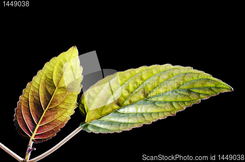 Image of Decorative Plant