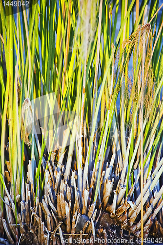 Image of Grass