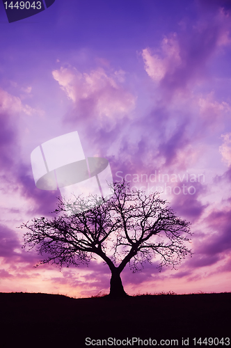 Image of Tree and Sunset