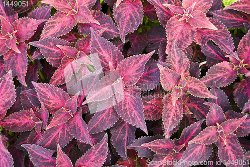 Image of Decorative Plant