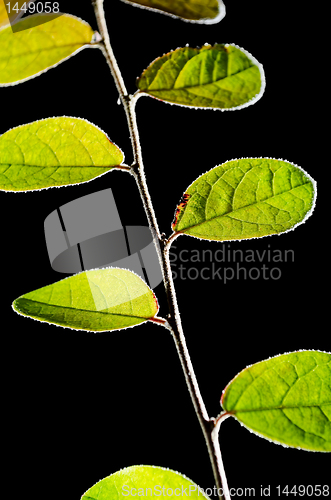 Image of Decorative Plant