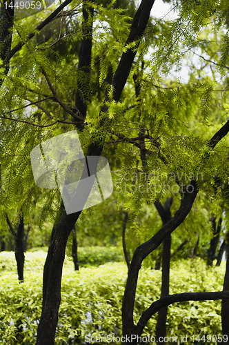 Image of  Trees and Bushes