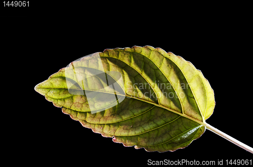 Image of Decorative Plant