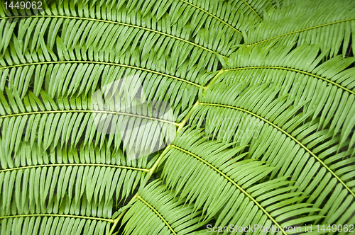 Image of Fern