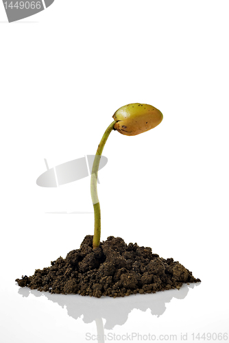 Image of Seedling