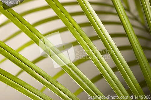 Image of Palm Leaves