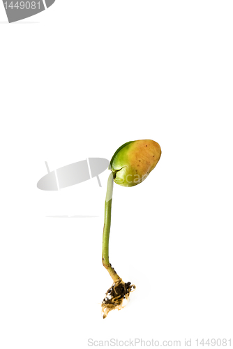 Image of Seedling