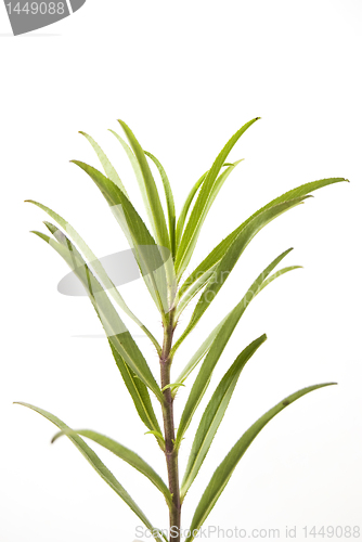 Image of Herb