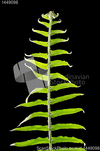 Image of Fern