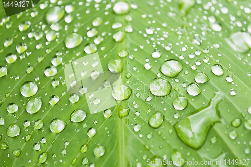 Image of Water Droplets