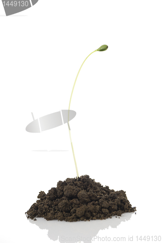 Image of Seedling
