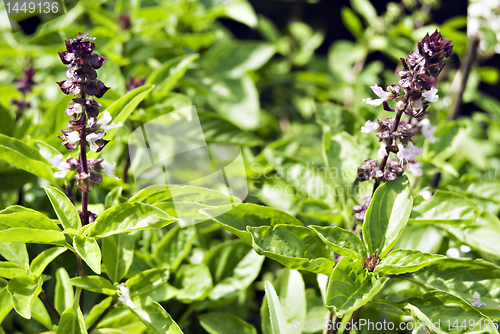 Image of Basil