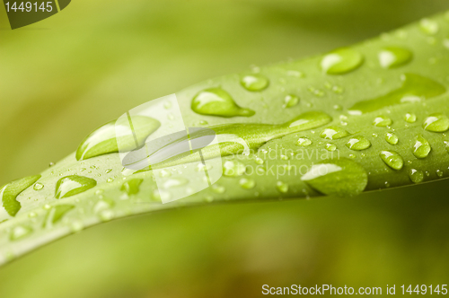 Image of After the rain