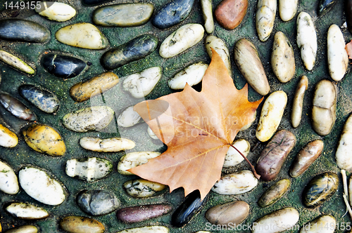 Image of Dry Leaf