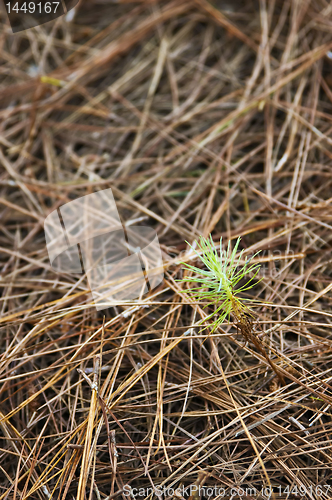Image of Pine Tree Seedling