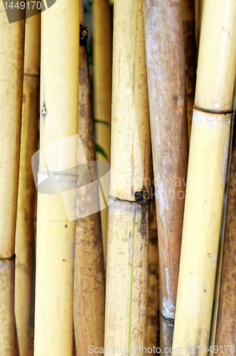 Image of Bamboo
