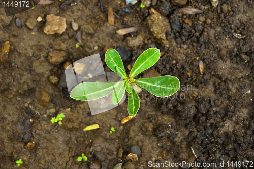 Image of Growth