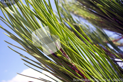 Image of pine needles