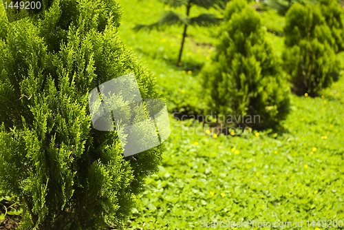 Image of Cypress